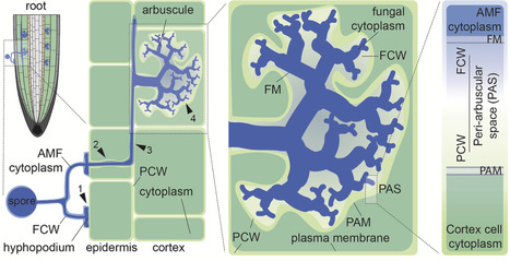 Signaling at the interface: The cell wall, peptides, and extracellular vesicles mediate partner communication during arbuscular mycorrhizal symbiosis | Cin | RMH | Scoop.it