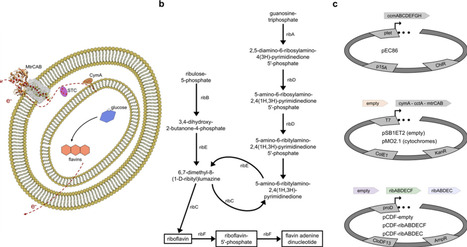 Flavin Biosynthesis Enhances Extracellular Electron Transfer in Bioengineered Escherichia coli | AdvS | RMH | Scoop.it