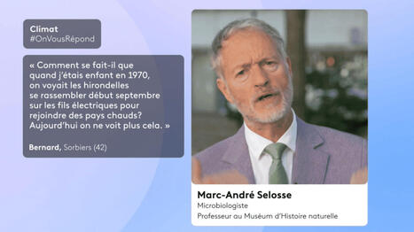 Pourquoi voit-on de moins en moins d'hirondelles ? OnVousRépond Climat | Biodiversité, Écologie et Environnement | Scoop.it