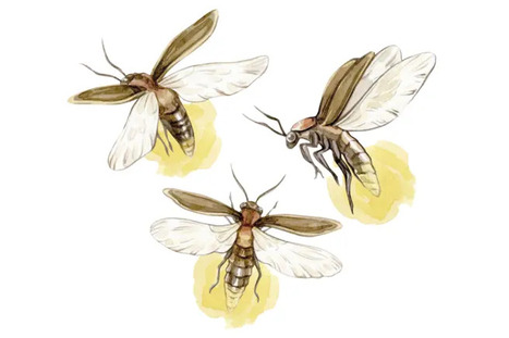 Ces araign&eacute;es tropicales qui pi&egrave;gent les lucioles | EntomoScience | Scoop.it