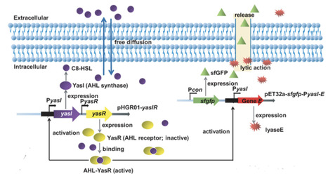 Development of a Quorum Sensing-Mediated Bacterial Autolytic System in Escherichia coli for Automatic Release of Intracellular Products | ACSsb | RMH | Scoop.it