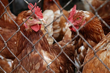 Grippe aviaire : partout en France, les volailles de nouveau confinées | Toxique, soyons vigilant ! | Scoop.it