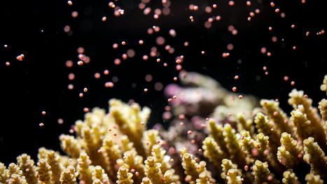 Oceans are hitting record heat levels. Could 'super corals' cope? | by Lauren Sommer & Ryan Kellman | NPR.org | @The Convergence of ICT, the Environment, Climate Change, EV Transportation & Distributed Renewable Energy | Scoop.it
