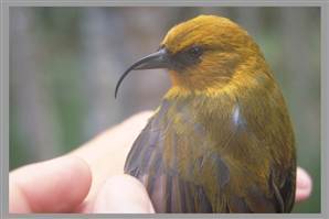 3 endangered Hawaiian bird species expanding their range | World Science Environment Nature News | Scoop.it