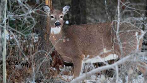 Adult doe with CWD walked up to conservation officer. Where the disease has been confirmed | Industry 411 - Waste Management | Scoop.it