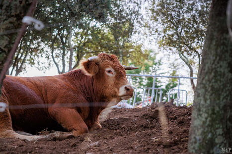 Dermatose bovine : était-il possible d'éviter les abattages de troupeaux dans les Pyrénées-Orientales ?  | Actualité Bétail | Scoop.it