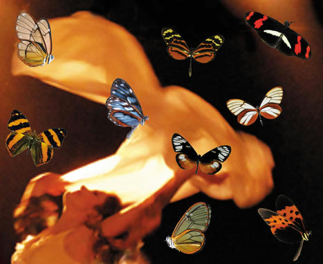 Des savants sur les planches : "Couleurs énigmatiques des papillons et envolées textiles" mardi 18 janvier à Paris | Variétés entomologiques | Scoop.it
