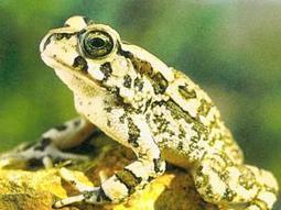 Create a frog-friendly garden | Gardening Life | Scoop.it