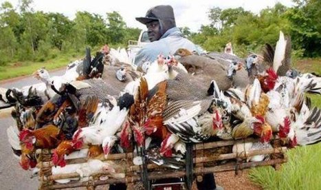 Abattoir de Bamako : Faut-il se méfier des œufs et des volailles? | La Gazette des abattoirs | Scoop.it