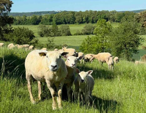 La France ovine 2024 : tous les indicateurs ou presque à la baisse… sauf les prix  | Actualité Bétail | Scoop.it