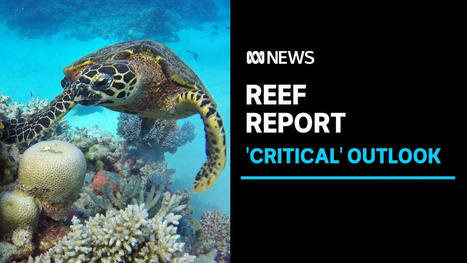 Great Barrier Reef outlook 'Critical' as Report names Climate Change number one threat | Technology in Business Today | Scoop.it