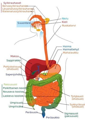 sisäelin kartta fysiologia' in Suomi ja maailma | Scoop.it