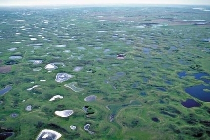 Rethinking wetland restoration: Smaller wetlands more valuable than previously thought | Biodiversité | Scoop.it