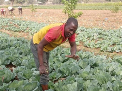 Cultiver autrement dans les communes du Grand Ouaga : les d&eacute;fis du mara&icirc;chage biologique&nbsp; | Questions de d&eacute;veloppement ... | Scoop.it