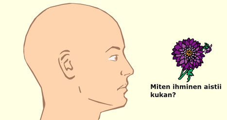 Silmän aistinsolut - Aihioetusivu | 1Uutiset - Lukemisen tähden | Scoop.it