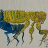 Variétés entomologiques