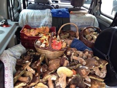 Mushroom madness in the Maremma | Good Things From Italy - Le Cose Buone d'Italia | Scoop.it