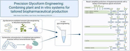 Precision Glycoform Engineering: Combining plant and in vitro systems for tailored biopharmaceutical production | RMH | Scoop.it