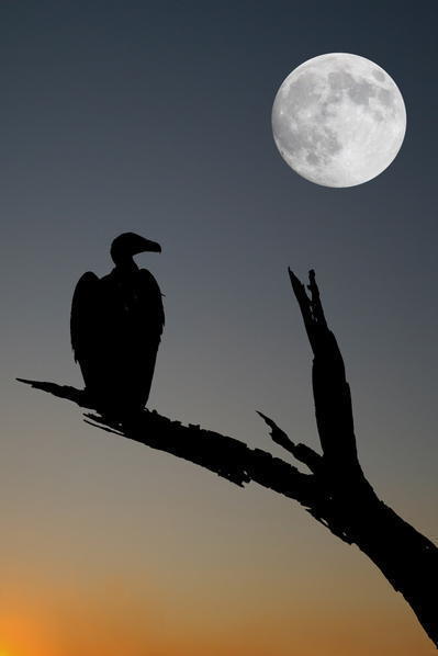 YANKEE &ndash; La &laquo;&nbsp;jeunesse&nbsp;&raquo; am&eacute;ricaine de Fr&eacute;d&eacute;ric Lefebvre | Chronique des Droits de l'Homme | Scoop.it