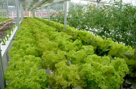 Agriculture urbaine : les leçons de la faillite d’Urban Farmers à La Haye | LE GRAND NORD | Scoop.it