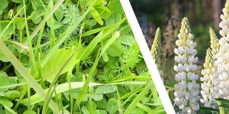 Diversifier les fourrages : une clé pour l’autonomie alimentaire des systèmes de polyculture-élevage | Lait de Normandie... et d'ailleurs | Scoop.it