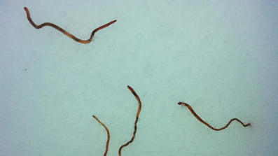 Earthworms rain from sky over Norway | No Such Thing As The News | Scoop.it