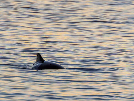 Pohjanmaan py&ouml;ri&auml;inen on hyv&auml;vointinen, mutta nyt sen olisi jo aika l&auml;hte&auml; kotiin &ndash; t&auml;llaisia kuvia siit&auml; saatiin | Pohjanmaa | Yle | 1Uutiset - Lukemisen t&auml;hden | Scoop.it