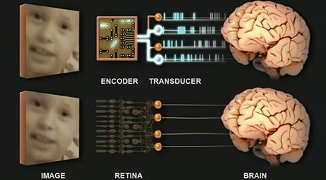 A bionic prosthetic eye that speaks the language of your brain | ExtremeTech | 21st Century Innovative Technologies and Developments as also discoveries, curiosity ( insolite)... | Scoop.it