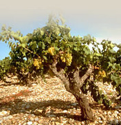 Conseil Interprofessionnel des Vins du Roussillon (CIVR) | Essência Líquida | Scoop.it