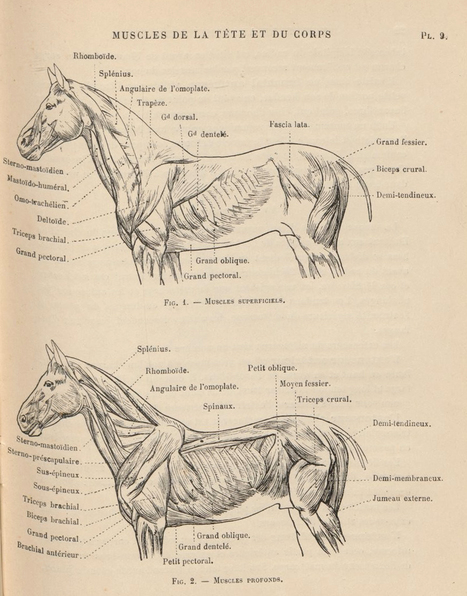 Nouvelle anatomie artistique. , Les animaux. I, Le cheval / par le Dr Paul Richer,... | Produits Beaux Arts-Livres et Manuels d'art-Documents- | Scoop.it