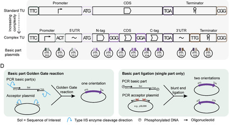 RNAfold: RNA tertiary structure prediction usin...