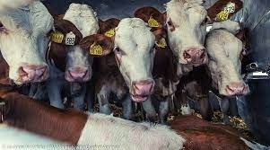 Pays roi de l’élevage industriel, l’Allemagne bloque sur la protection animale | Lait de Normandie... et d'ailleurs | Scoop.it