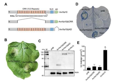 A Xanthomonas transcription activator-like effector is trapped in nonhost plants for immunity - Plant Communications | TAL effector science | Scoop.it