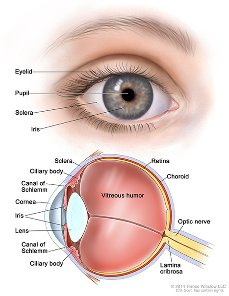 Scientists repurpose HPV vaccine technology to fight eye cancer | Virology News | Scoop.it