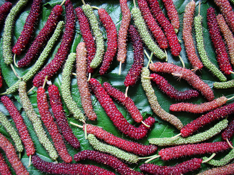 Mulberry: HIMALAYAN | The Asian Food Gazette. | Scoop.it