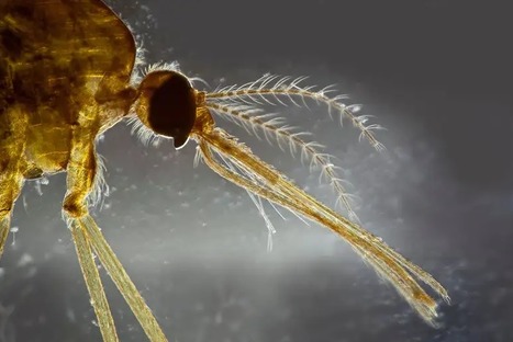 Coup de cœur - Le parasite responsable du paludisme modifie l’expression de ses gènes pour se cacher | Life Sciences Université Paris-Saclay | Scoop.it