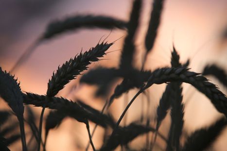 Russia Eyes Up Saudi Wheat Market Dominated by EU Supplies | CONFLIT RUSSO-UKRAINIEN | Scoop.it