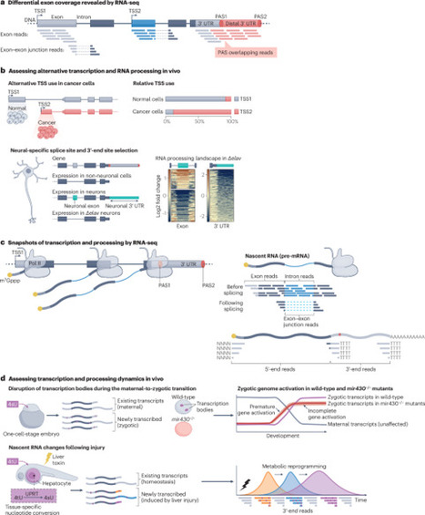 Elucidating the coordination of RNA processing ...