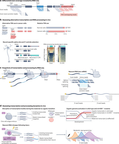 Elucidating the coordination of RNA processing ...