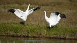 Plan to count whooping cranes ruffles feathers | exTRA by the Trinity River Authority of Texas | Scoop.it