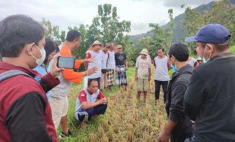BALI, INDONESIA: Lebih Menguntungkan, Petani Manggis Budidayakan Padi Salibu | SRI Global News ++ March - May 2025    System of Rice Intensification (SRI) | Scoop.it