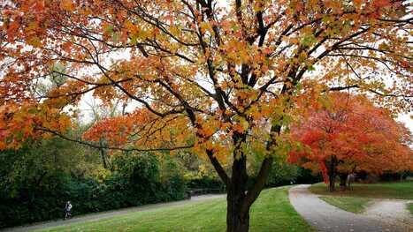 Columbus, Ohio rules about burning fall leaves and bonfires | Industry 411 - Waste Management | Scoop.it