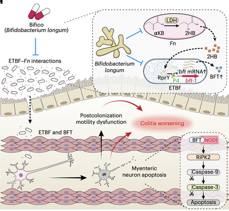 Fusobacterium nucleatum enhances enterotoxigenic Bacteroides fragilis-mediated neuron loss and intestinal motility dysfunction | Nmb | RMH | Scoop.it