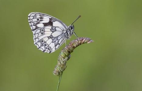 « Bonne Année » : la constatation du rebond de pas mal de papillons anglais en 2019 - et un souhait pour 2020 | EntomoNews | Scoop.it