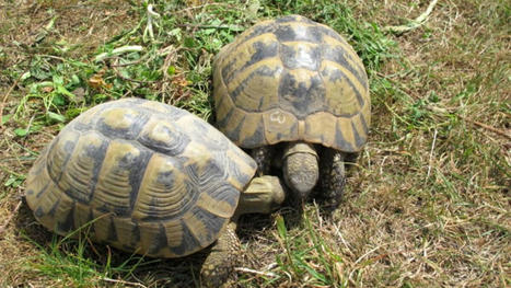 Corse : 150 000 euros d’amende pour avoir détruit des tortues protégées - Le Parisien | Biodiversité | Scoop.it