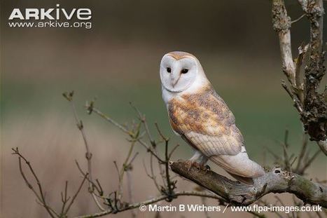 Barn Owl Videos Photos And Facts Tyto Alba