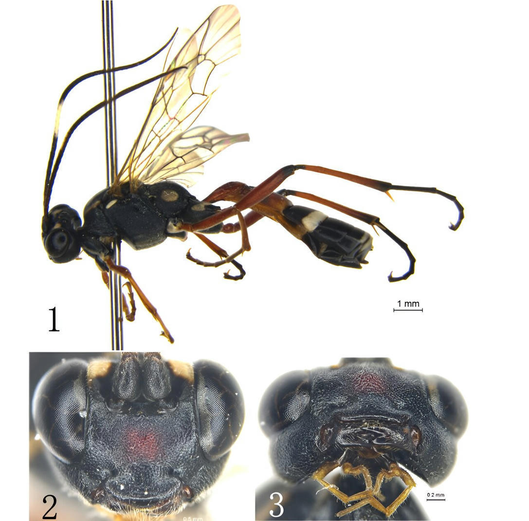 Parasitic creature with unique teeth found in f...