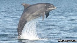 Dolphins 'call each other by name' | Complex Insight  - Understanding our world | Scoop.it