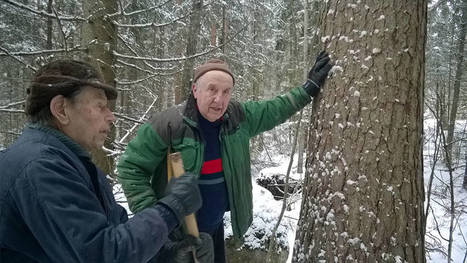 Luonnonperintösäätiö pelastaa suomalaista metsää: "Tässä on tietyllä tavalla kiire" | 1Uutiset - Lukemisen tähden | Scoop.it