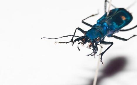 Un esthétisme improbable | Variétés entomologiques | Scoop.it